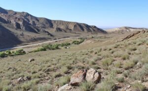 در منہ ترکی Turkoman Wormwood Artemisia turcomanica क़िरमानी