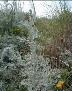 در منہ ترکی Turkoman Wormwood Artemisia turcomanica क़िरमानी