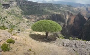 دم الاخوین Socotra dragon Dracaena cinnabari दम्मूल अखवाइन