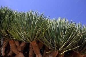 دم الاخوین Socotra dragon Dracaena cinnabari दम्मूल अखवाइन