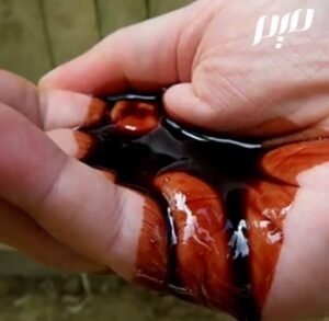 دم الاخوین Socotra dragon Dracaena cinnabari दम्मूल अखवाइन