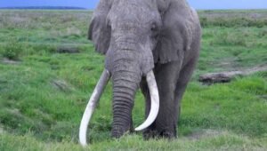 دانت ہاتھی دندان فیل tusk elephant हाथीदांत