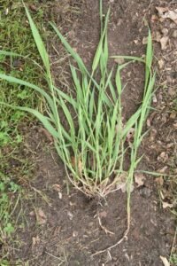 دوب گھاس Couch Grass Elymus repens दूब