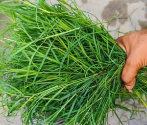 دوب گھاس Couch Grass Elymus repens दूब