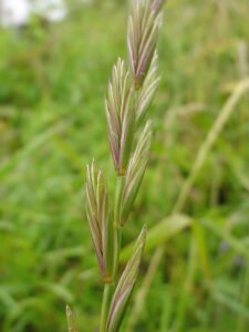 دوب گھاس Couch Grass Elymus repens दूब