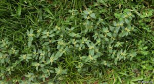 دودھی بوٹی Asthma weed, Hairy spurge, Pill-bearing spurge Euphorbia hirta बड़ी दुधी