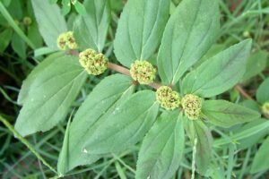 دودھی بوٹی Asthma weed, Hairy spurge, Pill-bearing spurge Euphorbia hirta बड़ी दुधी