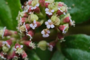 دودھی بوٹی Asthma weed, Hairy spurge, Pill-bearing spurge Euphorbia hirta बड़ी दुधी