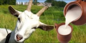 دودھ بکری goat milk बकरी का दूध