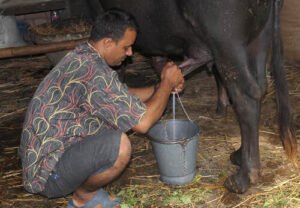 دودھ بھینس Domestic water buffalo Bubalus bubalis Milk भैंस का दूध