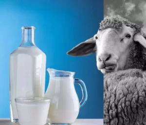 دودھ بھیڑ Sheep Ovis aries milk भेड़ का दूध