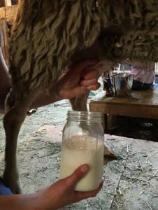 دودھ بھیڑ Sheep Ovis aries milk भेड़ का दूध