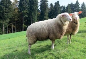 دودھ بھیڑ Sheep Ovis aries milk Friesian Sheep भेड़ का दूध