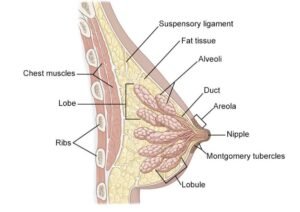 دودھ عورت women's Breast milk महिला का दूध