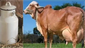 دودھ گائے Cow&rsquo;s Milk Bos taurus गाय का दूध 0