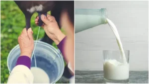 دودھ گائے Cow&rsquo;s Milk Bos taurus गाय का दूध 0