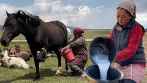 دودھ گھوڑی Horse Mare&rsquo;s Milk घोड़ी का दूध