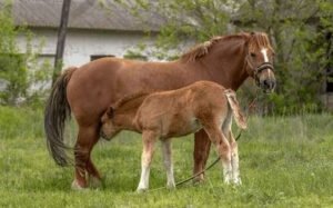 دودھ گھوڑی Horse Mare&rsquo;s Milk घोड़ी का दूध