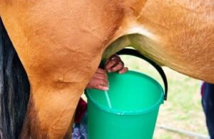 دودھ گھوڑی Horse Mare&rsquo;s Milk घोड़ी का दूध