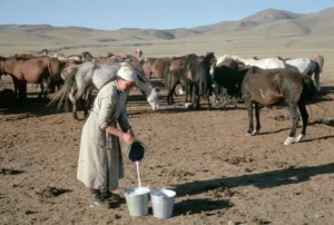 دودھ گھوڑی Horse Mare&rsquo;s Milk घोड़ी का दूध