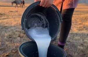 دودھ گھوڑی Horse Mare&rsquo;s Milk घोड़ी का दूध