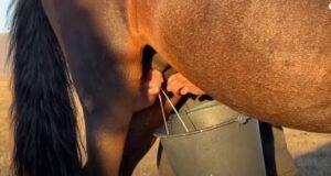 دودھ گھوڑی Horse Mare&rsquo;s Milk घोड़ी का दूध