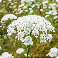 دوقو جنگلی گاجر Wild carrot Daucus carota जंगली गाजर