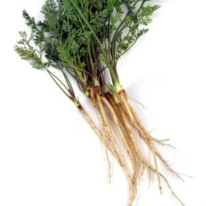 دوقو جنگلی گاجر Wild carrot Daucus carota जंगली गाजर