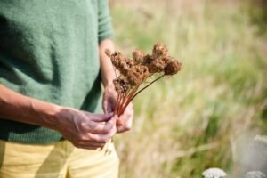 دوقو جنگلی گاجر Wild carrot Daucus carota जंगली गाजर