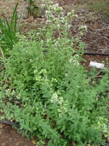 دونا مروا Marjoram Origanum majorana मरुआ