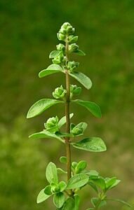 دونا مروا Marjoram Origanum majorana मरुआ