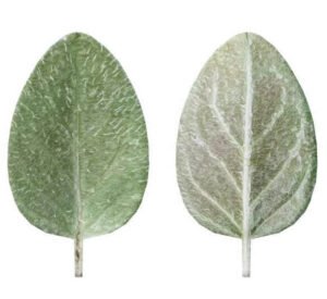 دونا مروا Marjoram Origanum majorana मरुआ