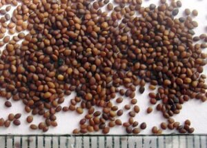 دونا مروا Marjoram Origanum majorana मरुआ