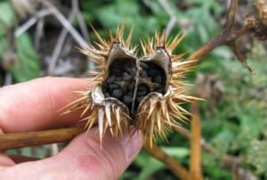 دھتورہ Jimsonweed Datura stramonium धतूरा