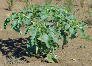دھتورہ Jimsonweed Datura stramonium धतूरा