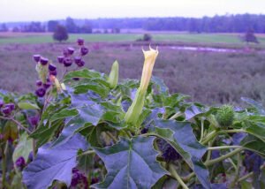 دھتورہ Jimsonweed Datura stramonium धतूरा