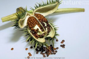 دھتورہ Jimsonweed Datura stramonium धतूरा