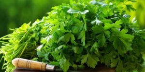 دھنیا Coriander Coriandrum sativum धनिया