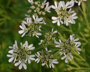 دھنیا Coriander Coriandrum sativum धनिया