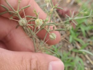 دہماسہ Fagonia Fagonia cretica L धमासा