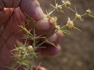 دہماسہ Fagonia Fagonia cretica L धमासा