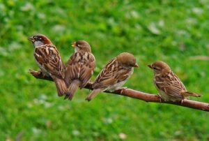 چڑیا Sparrow Passer domesticus गौरैया