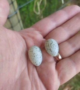 چڑیا Sparrow Passer domesticus गौरैया