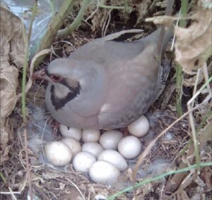 چکور Chukar Alectoris chukar चकोर