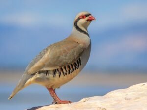 چکور Chukar Alectoris chukar चकोर