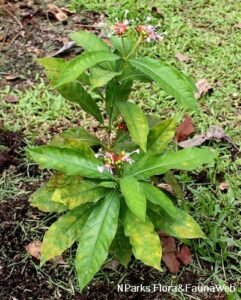 چھوٹی چندن Snakeroot Rauvolfia serpentina सर्पगंधा