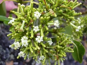 چھوٹی چندن Snakeroot Rauvolfia serpentina सर्पगंधा
