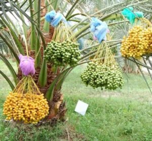 چھوہارا Dried dates Phoenix dactylifera L चुआरा