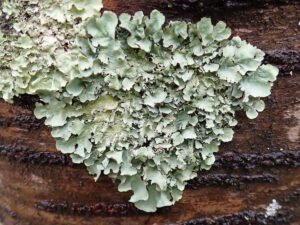 چھڑیلہ Stone Flower Parmotrema perlatum पत्थर फूल दगडी फुल