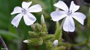 چیتہ چترک Leadwort Plumbago zeylanica चित्रक